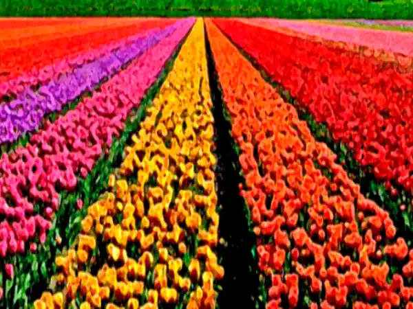 rows-mary-hall-art