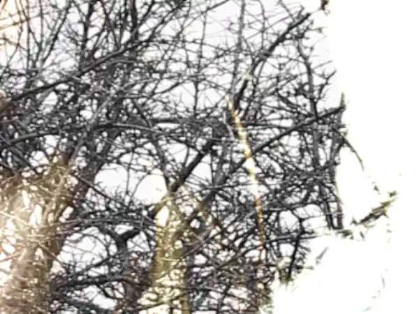 tree-mary-hall-art