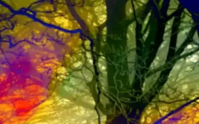 How Semantic HTML Shapes the Accessibility Tree