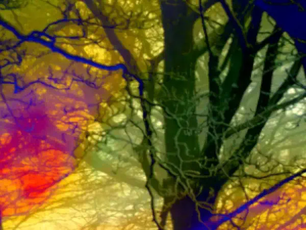 color-tree-mary-hall