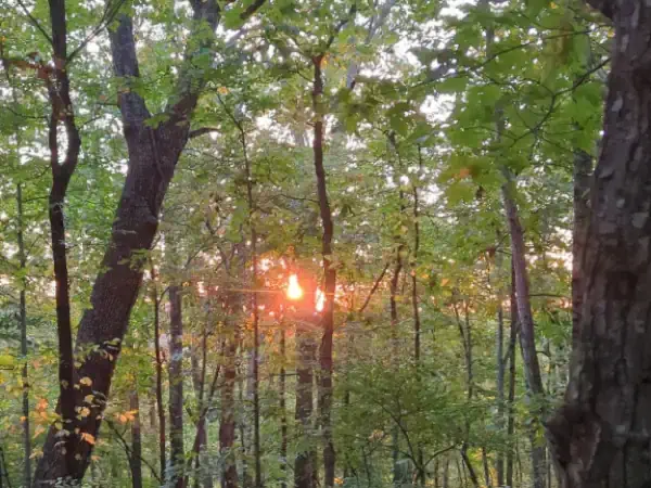 view through spring ozarks trees towards sunrise with low sun visible through the trees