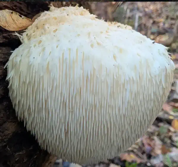 lions-mane-ozarks-stephen-hall